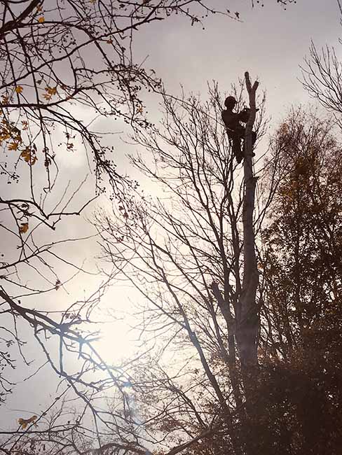 A member of the roots performing tree surgery at a Site of Special Scientific Interest, SSSSI, in the South West