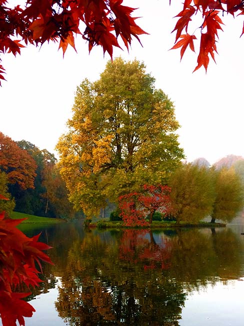 A stunning tree in Autumn, cared for by The Roots, inside a beautiful conservation area - Stourhead