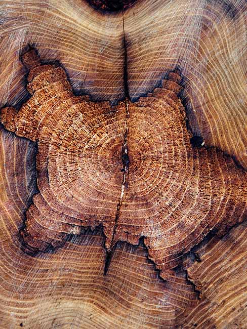 Close up of a tree stump cross section ready for stump grinding