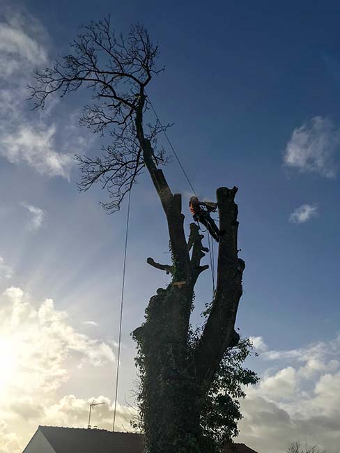 A domestic tree services expert performing a reduction on a huge tree in Dorset