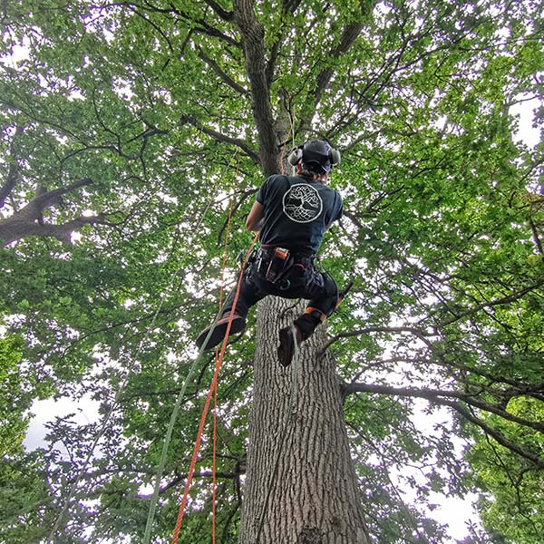 The Roots tree surgeon with IRATA Certification using ropes safely to climb large oak