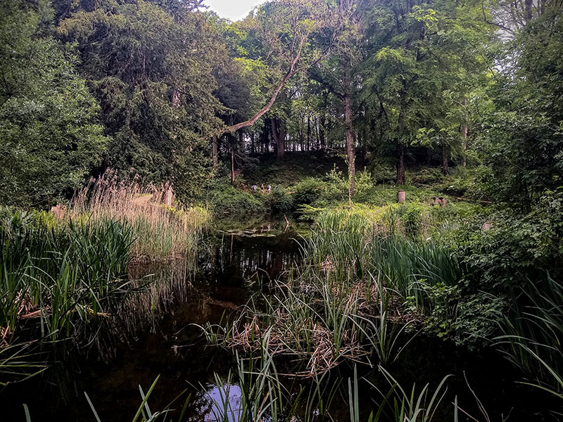 trees at The Newt in Somerset overhanging lake requiring tree survey