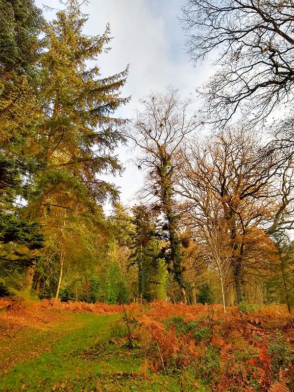 trees with witches broom and ivy requiring tree survey