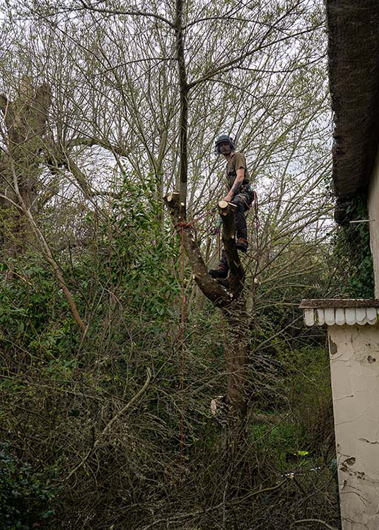 Tree surgeon using ropes require LOLER rope testing