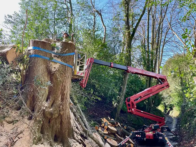 large tree felling operation by the roots tree surgeons using a crane with cherry picker